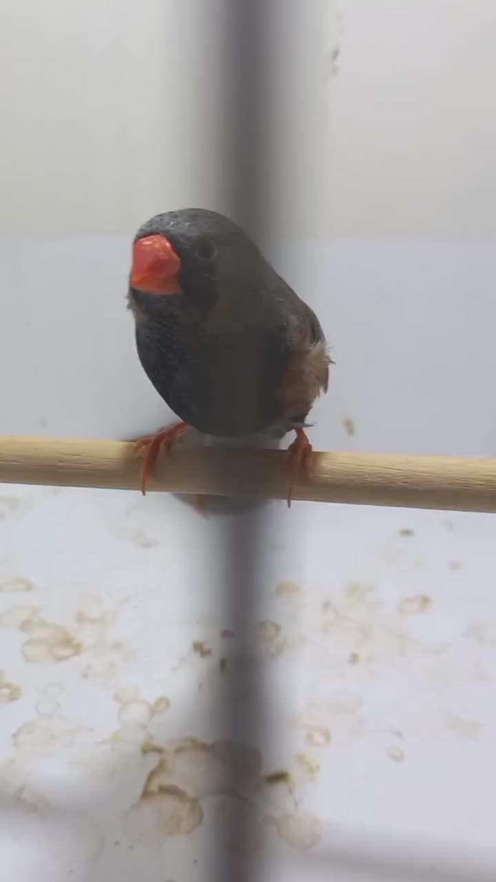 فنچ ایمو شارکول|پرنده|هشتگرد, شهرک راه آهن|دیوار