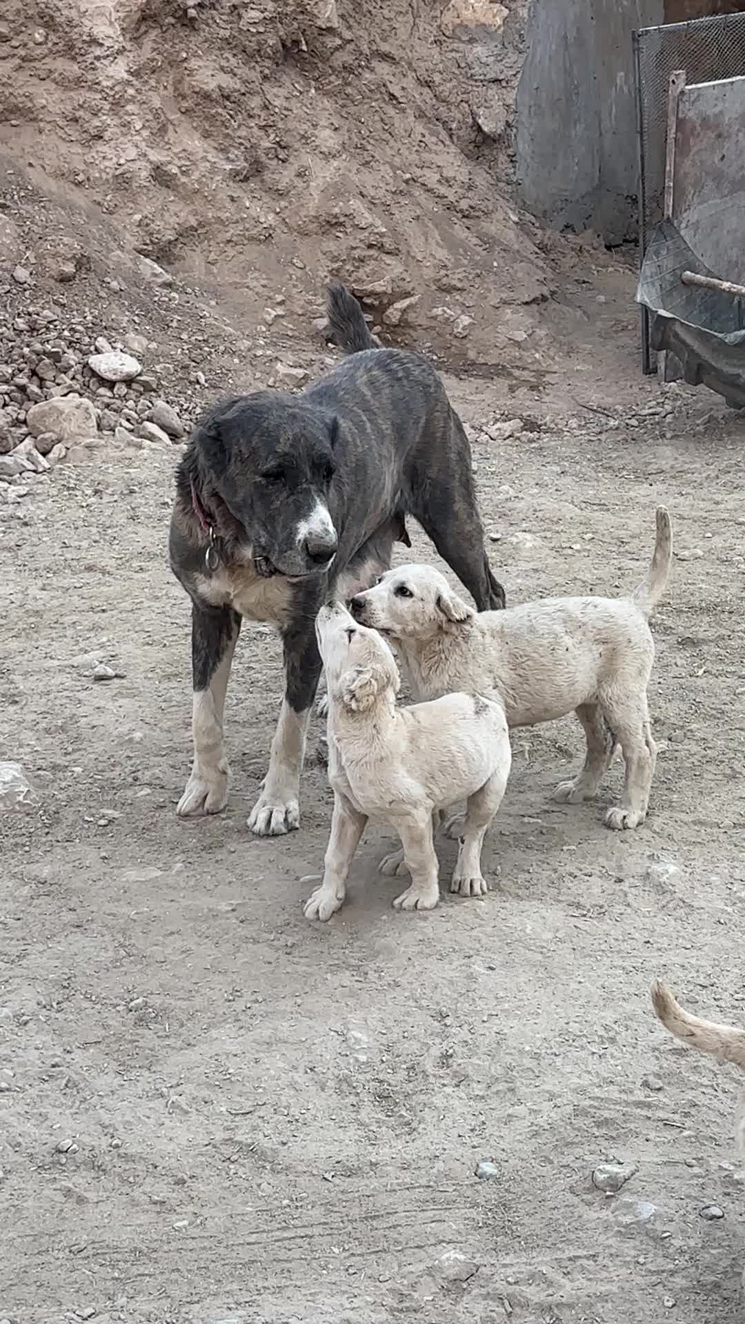 واگذاری سگ|سگ|مشهد, هنرستان|دیوار