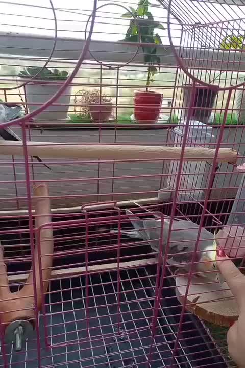 عروس هلندی نر و ماده جفت|پرنده|رشت, کوی مهر|دیوار