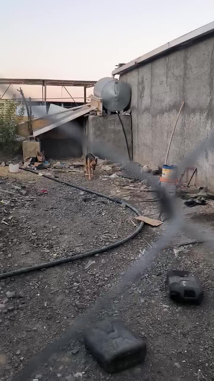 واگذاری سگ ژرمن ماده باردار|سگ|سنندج, |دیوار