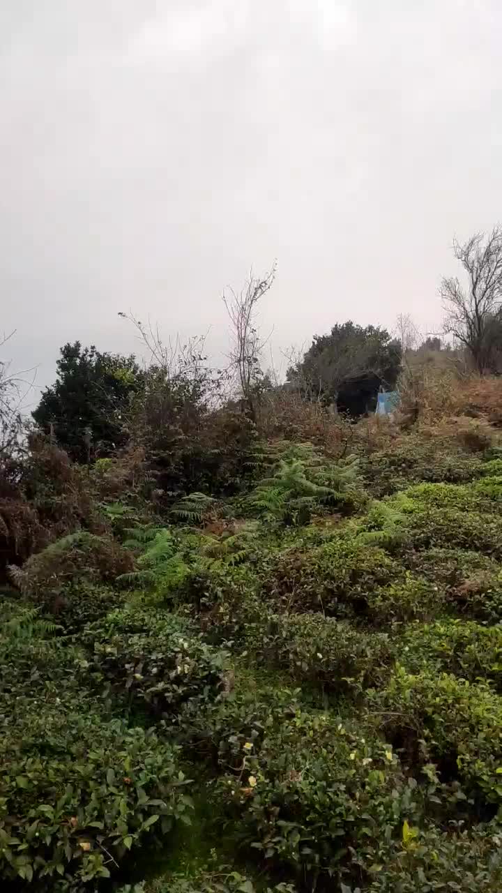 فروش باغ چای (منطقه املش)|فروش زمین و ملک کلنگی|املش, |دیوار