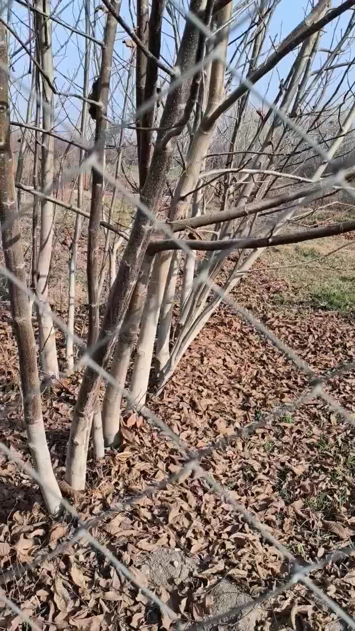 گردوفرنورپیوندی|خدمات باغبانی و درختکاری|تبریز, |دیوار