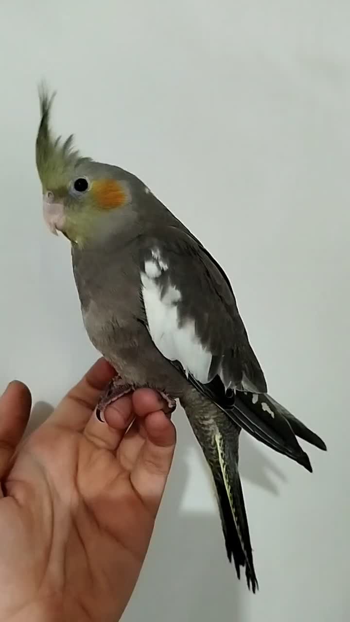 طوطی عروس هلندی|پرنده|دزفول, |دیوار