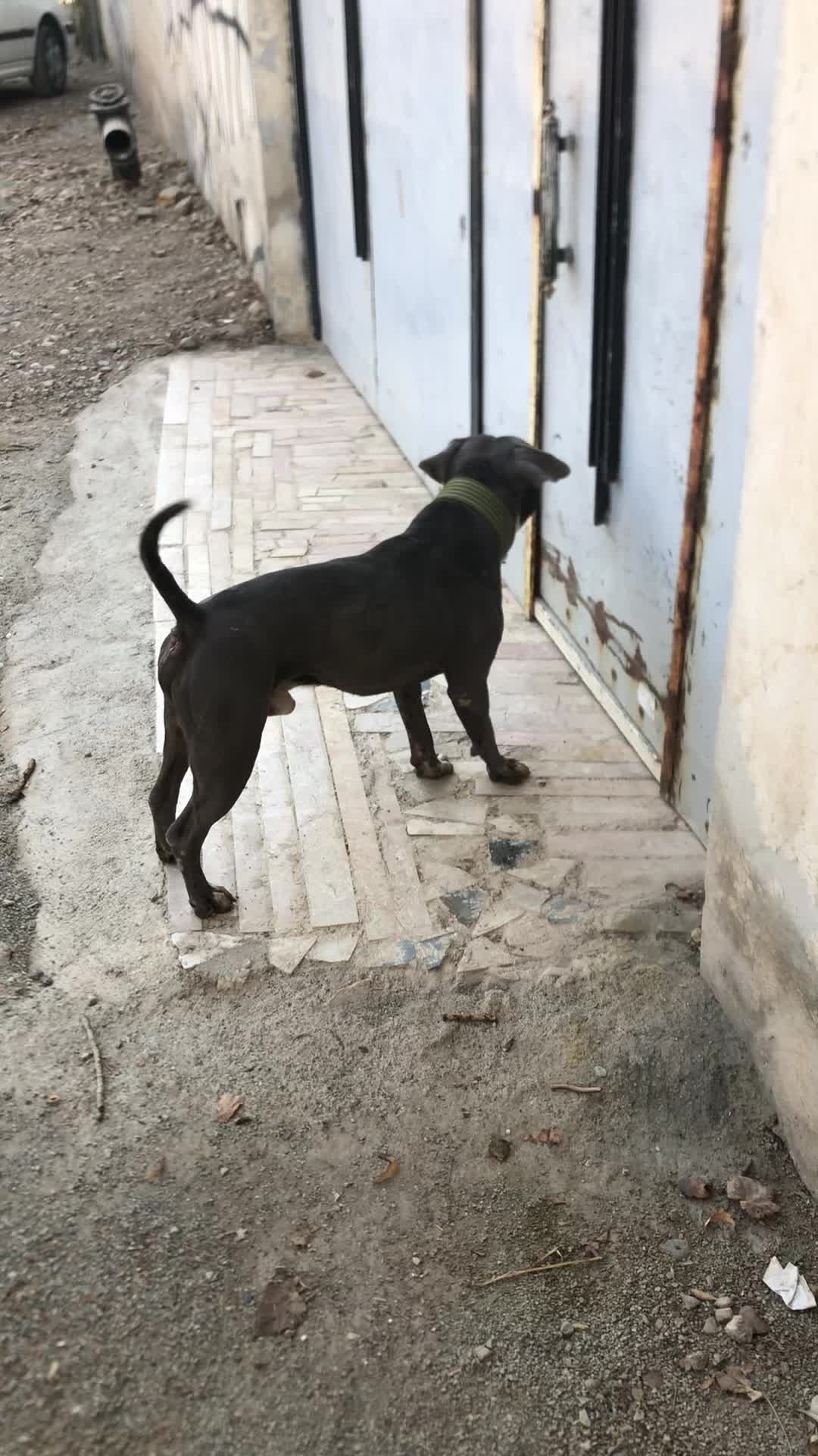 سگ پیتبول|سگ|پاکدشت, پاکدشت (مامازند)|دیوار