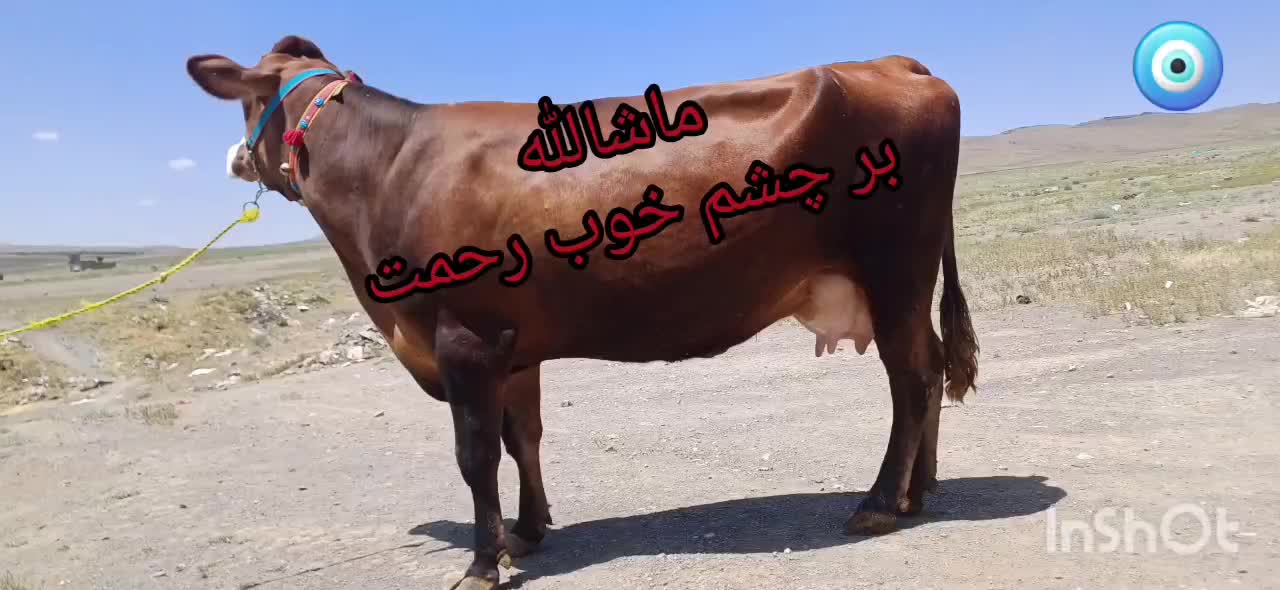 گاو گوساله نر|حیوانات مزرعه|ساوه, |دیوار