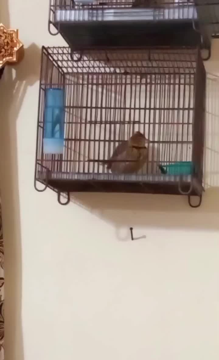 سهره شاه تخم مست بخون|پرنده|کرج, کوی امامیه|دیوار