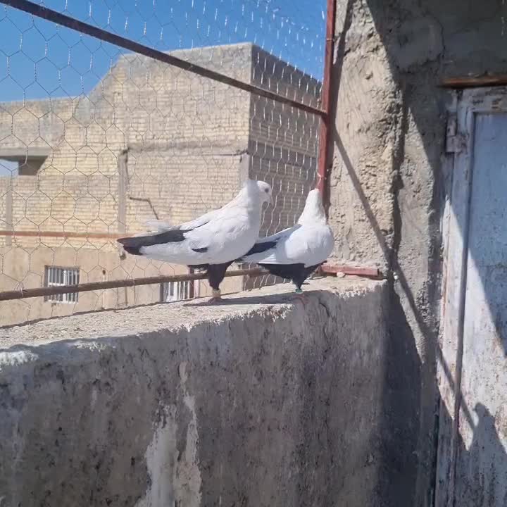 کفتر‌دمبی|پرنده|مرودشت, تخت جمشید|دیوار
