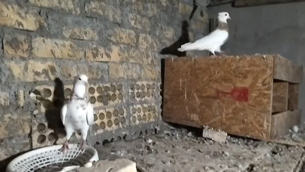 کبوتر فروشی|پرنده|لامرد, |دیوار