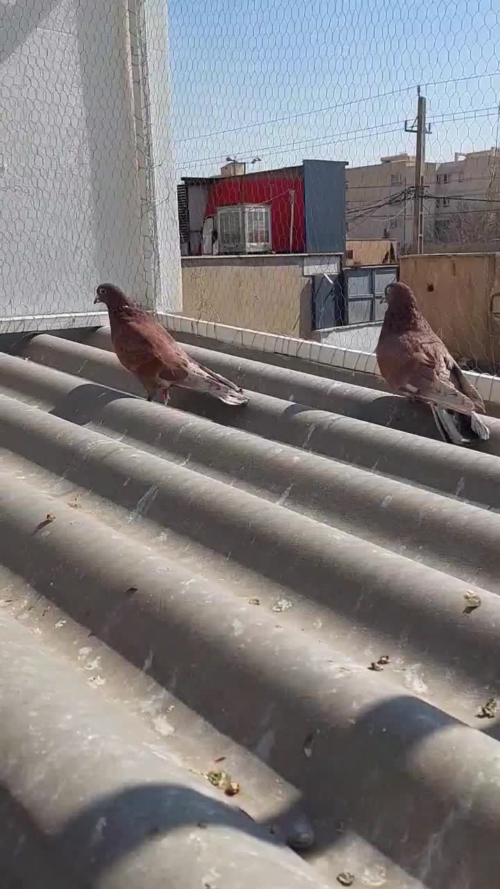 کبوتر|پرنده|کرج, عظیمیه|دیوار