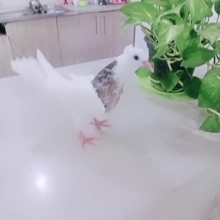 جوجه طوقی هفت رنگ خوشکل پرداخته ۸۰۰ تازه دستی شده|پرنده|تربت جام, تیپ ۳۸ زرهی تربت جام|دیوار