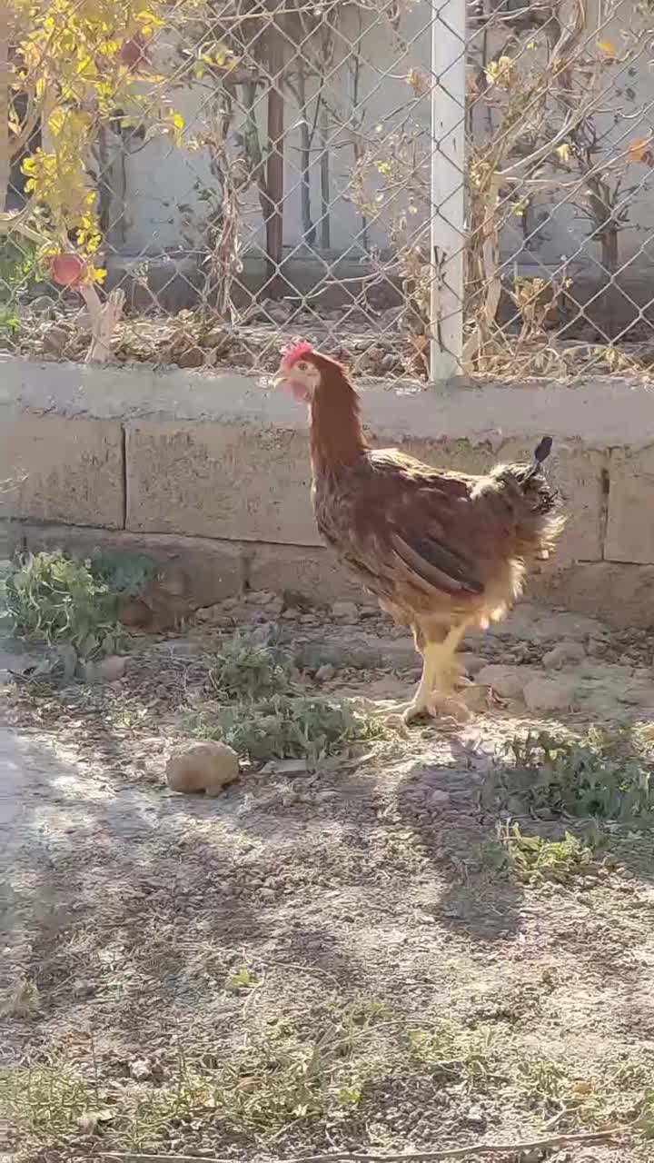 خروس جوان بومی|حیوانات مزرعه|شاهین‌شهر, خانه کارگر|دیوار