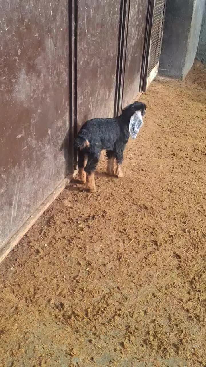 بزغاله|حیوانات مزرعه|کرمانشاه, |دیوار