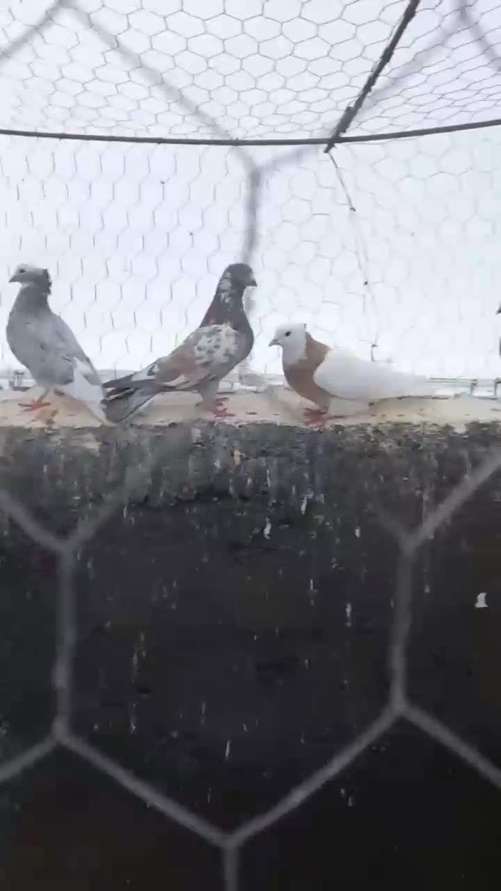 گرفتنی|پرنده|نیشابور, دربقاضی|دیوار