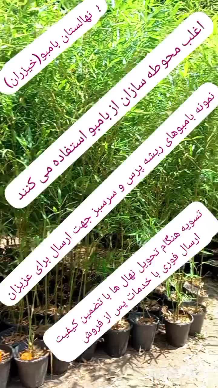 خیزران ( بامبو)|خدمات باغبانی و درختکاری|تهران, بازار|دیوار