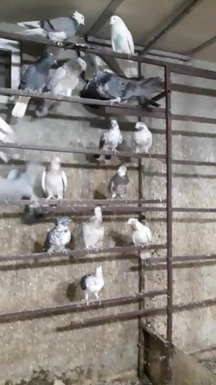 کفتر|پرنده|اسلام‌شهر, شهرک سالور|دیوار