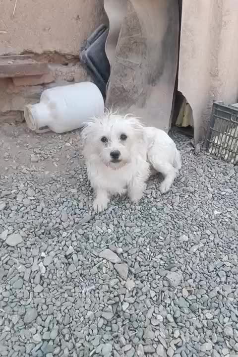 سگ پشمالو|سگ|کاشمر, |دیوار