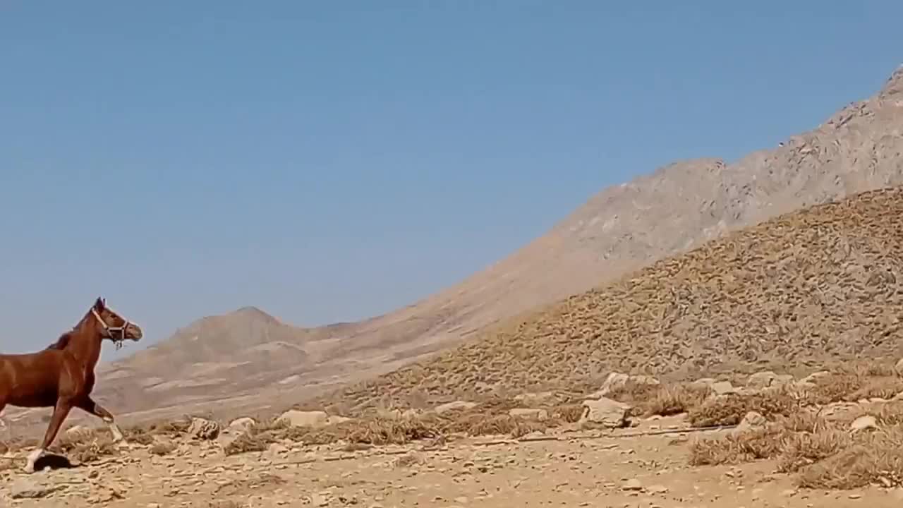 مادیون ترکی فروشی|اسب و تجهیزات اسبسواری|شهرضا, |دیوار