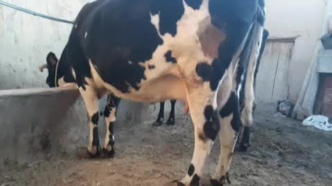 گاو شیری|حیوانات مزرعه|سجاس رود, |دیوار