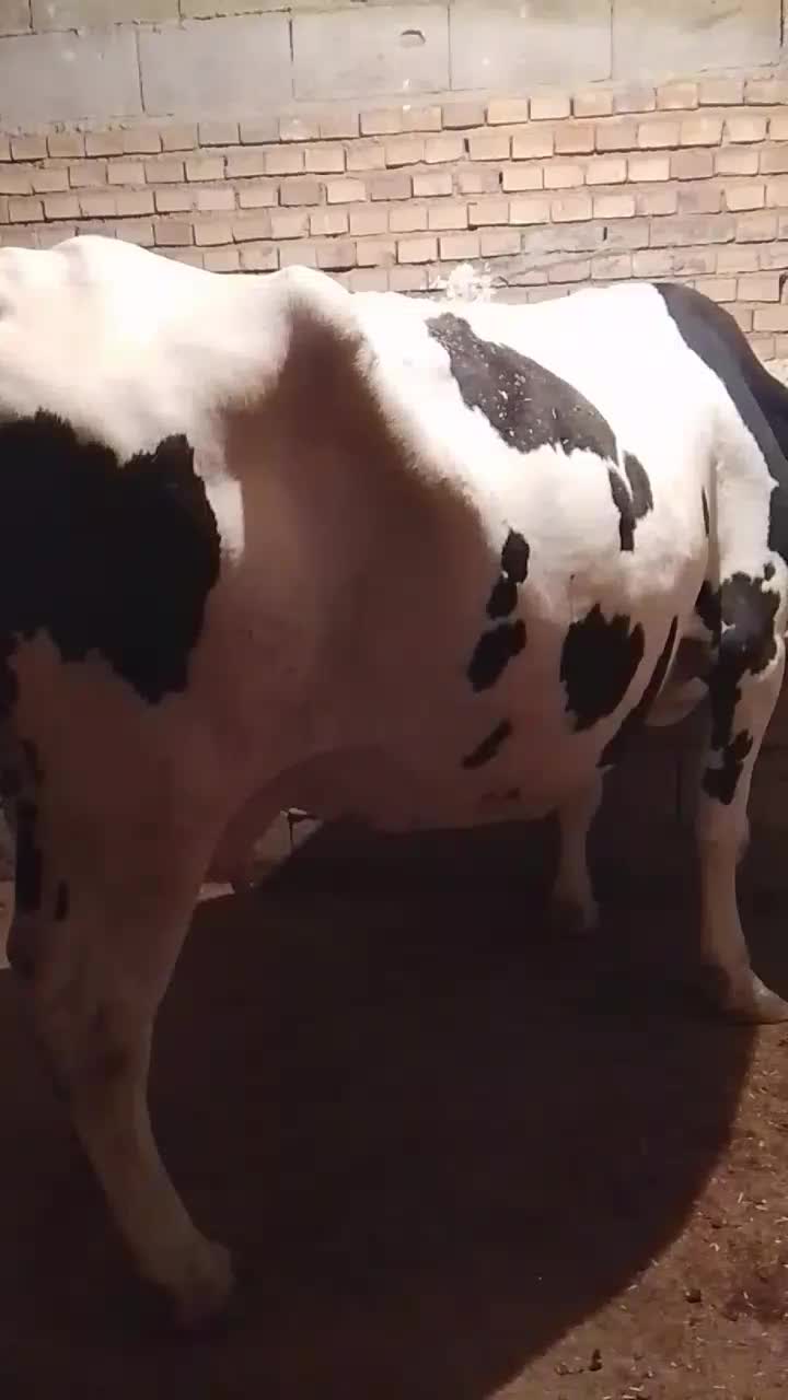 گاو|حیوانات مزرعه|دزفول, |دیوار