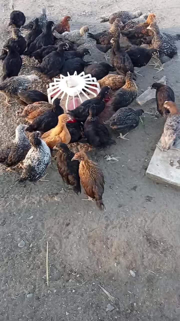 جوجه مرغ چهل روزه صحیح سالم|حیوانات مزرعه|فریدون‌کنار, |دیوار