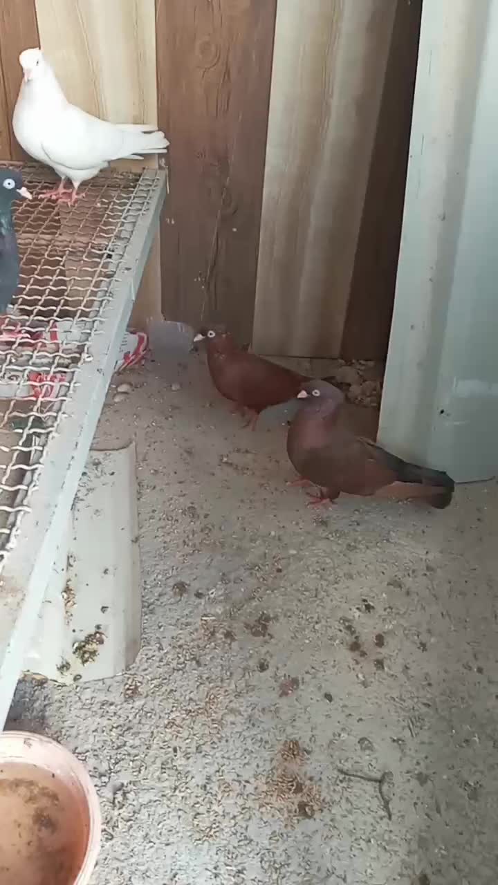 تعدای کبوتر درجه یک|پرنده|بوشهر, |دیوار