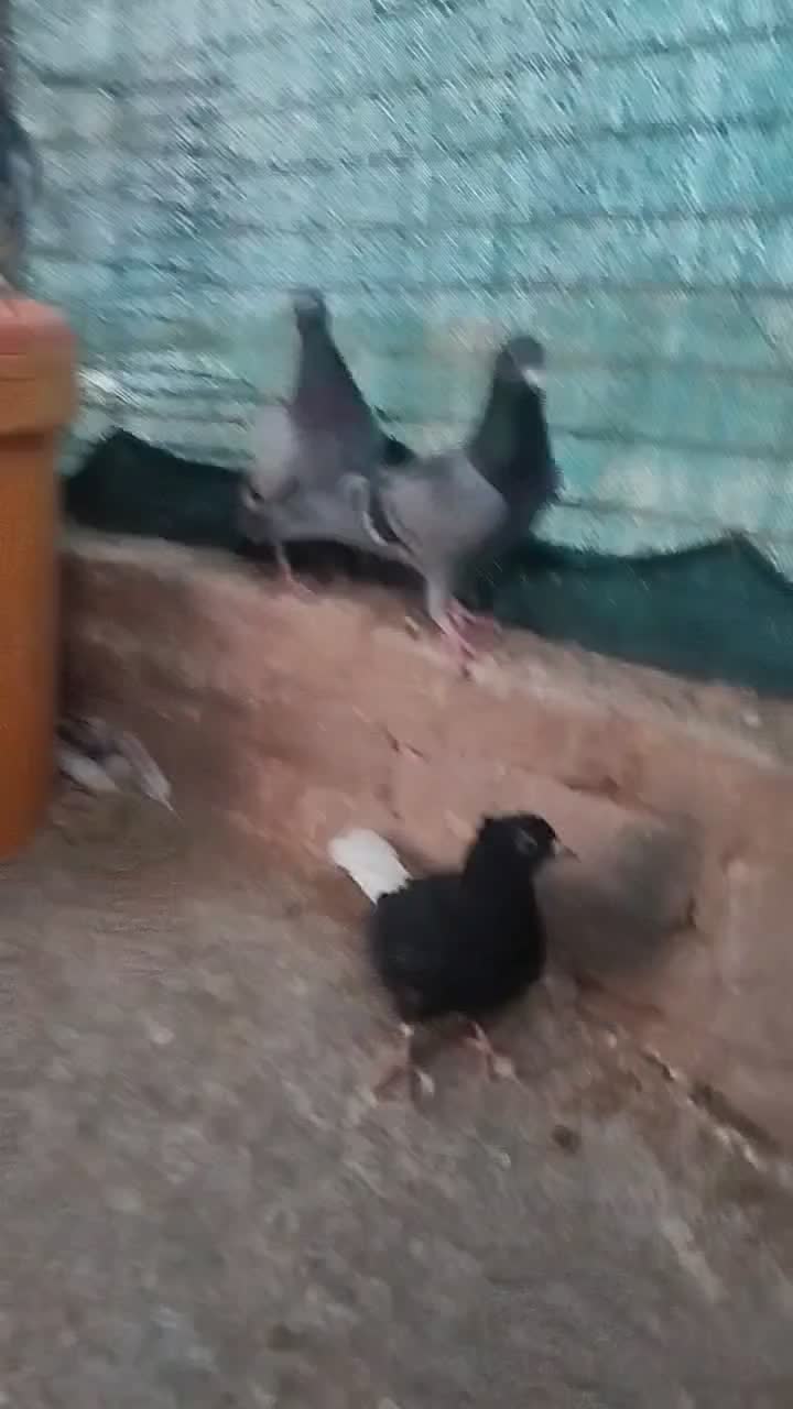 تعدادی کبوتر|پرنده|خوسف, |دیوار