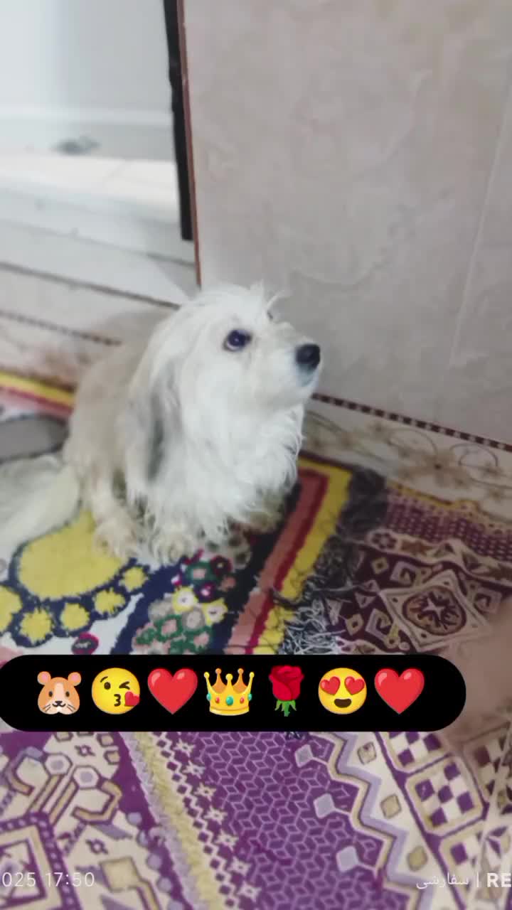 فروشی یک ساله زبان بلده بلوچی فارسی ومادست|سگ|ایرانشهر, |دیوار