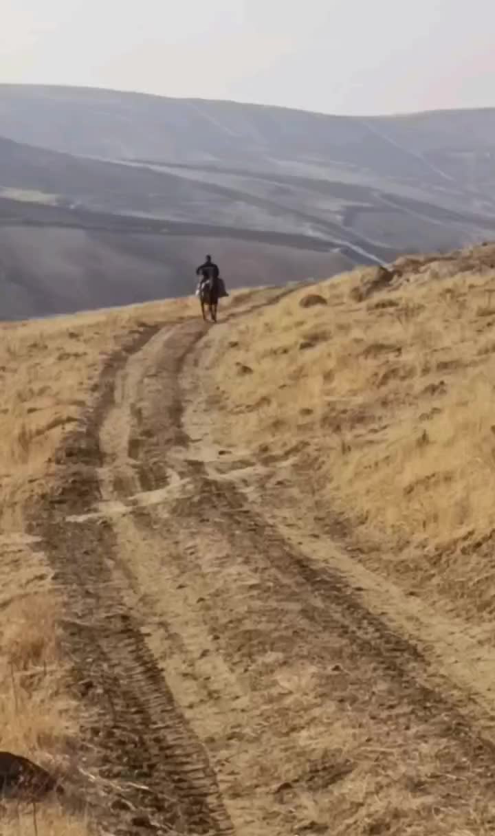 اسب مادیان کورد عرب|اسب و تجهیزات اسب‌سواری|ارومیه, |دیوار