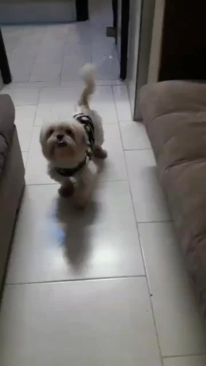 سگ شیتزو|سگ|کرج, گوهردشت|دیوار