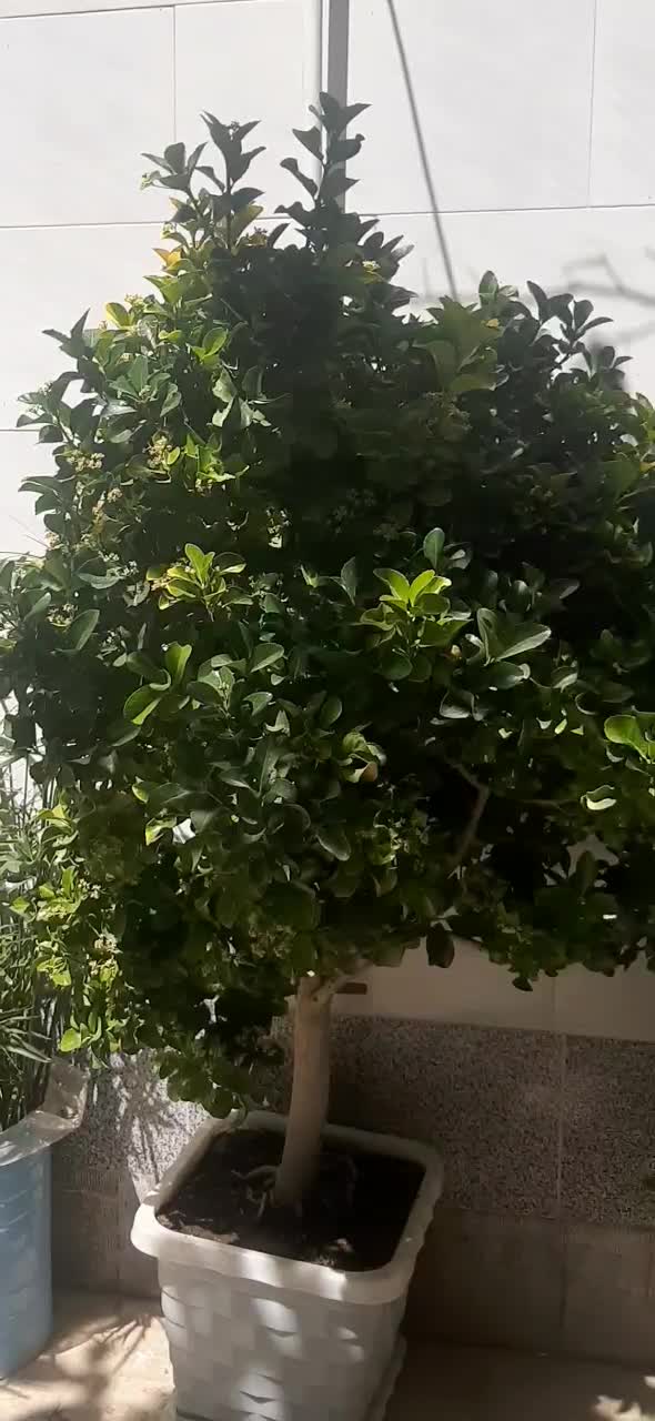 گل و گیاه شمشاد طلایی و نخل ماداگاسکار|گل و گیاه طبیعی|اصفهان, بوستان کوهستانی صفه|دیوار