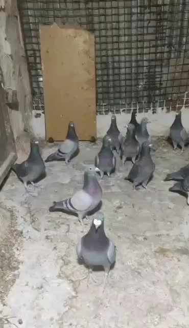 فروش ۱۲عدد نر دسته اولی|پرنده|کازرون, |دیوار