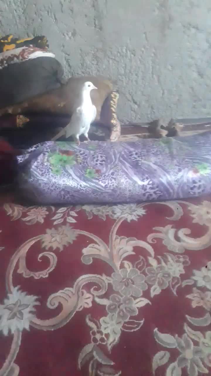 کبوتر|پرنده|مهرستان, |دیوار