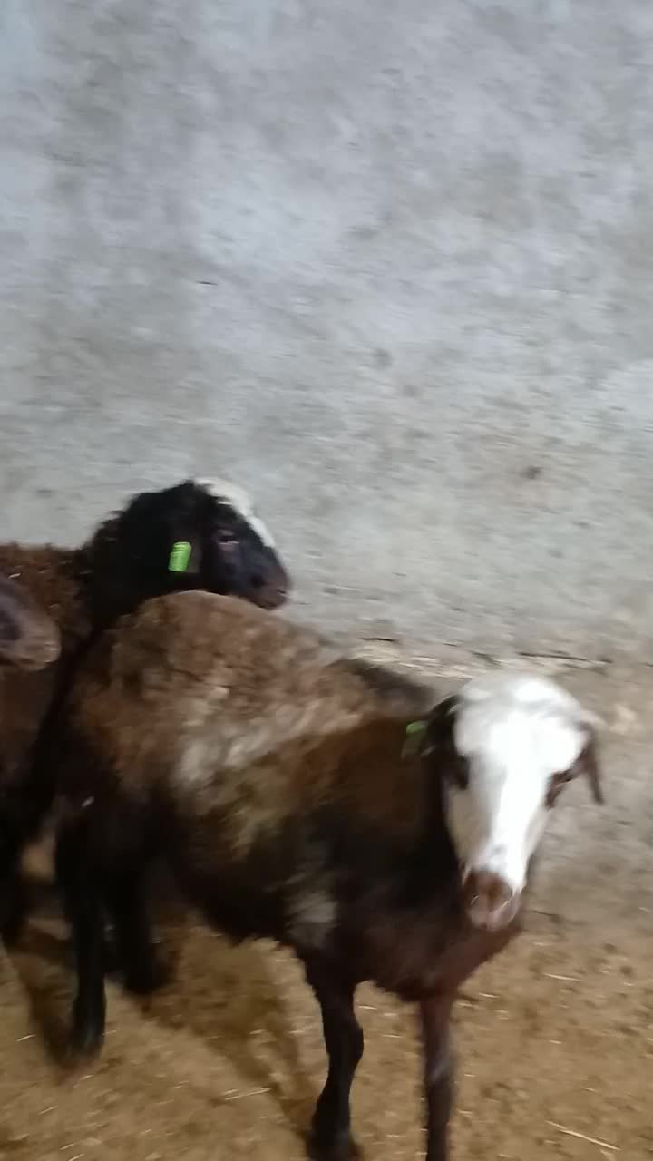 بره ماده قزل افشار|حیوانات مزرعه|بروجرد, |دیوار