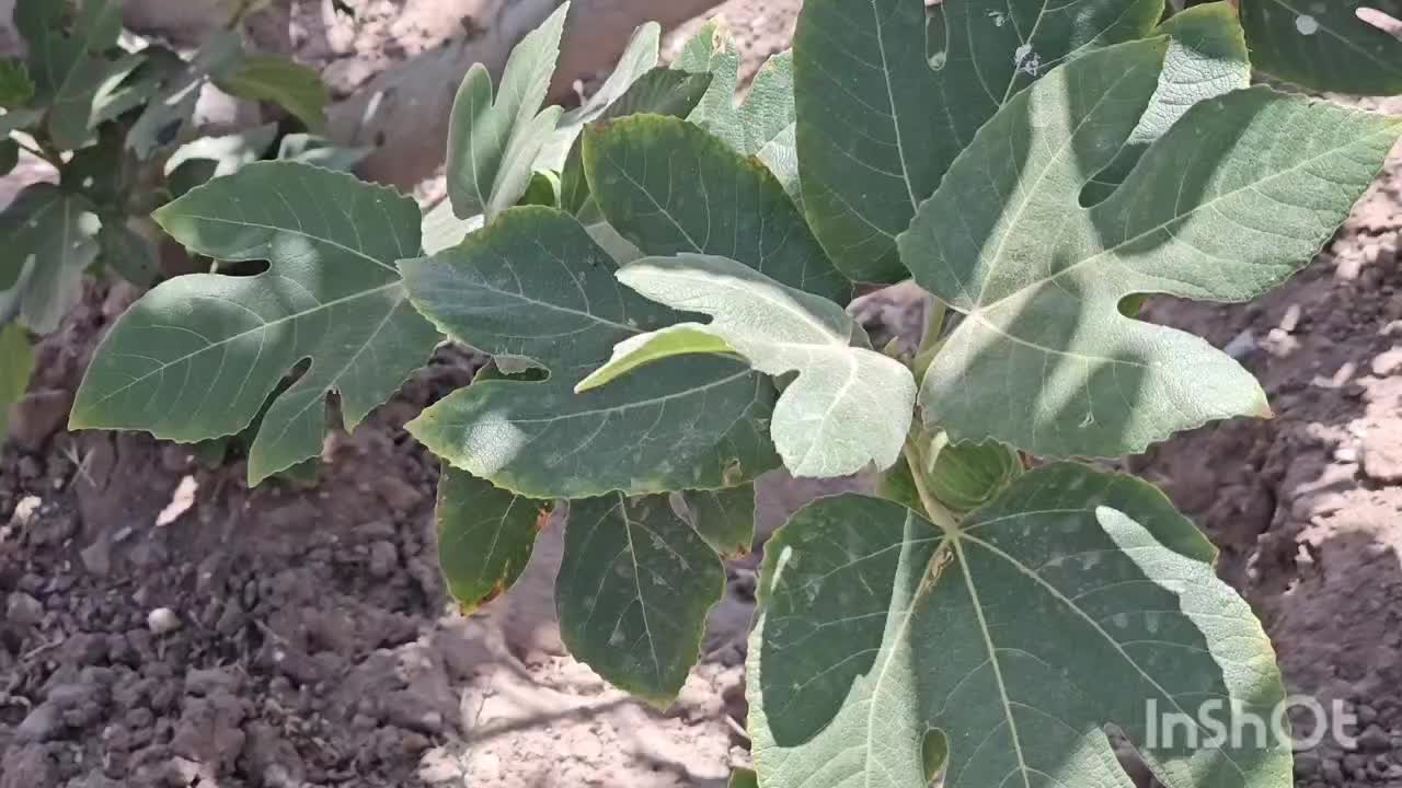 باغ  لنگرود فول ۱۷۰۰ متری(املاک سفیدگران)|فروش زمین و ملک کلنگی|قم, شهر قائم|دیوار