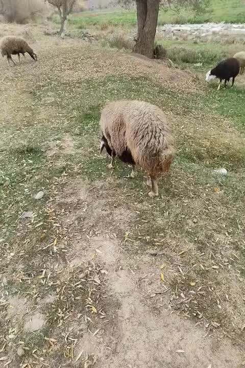 گوسفندگوشتی|حیوانات مزرعه|ارشق, |دیوار