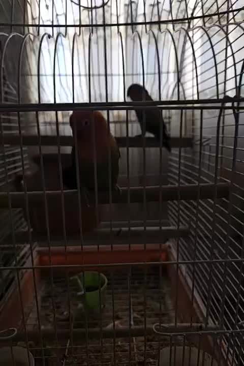 اوپلاین گرین جفت|پرنده|تهران, سردارجنگل|دیوار