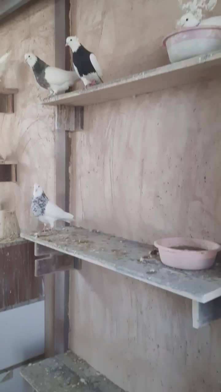 کبوتر طوقی|پرنده|خمینیشهر, |دیوار