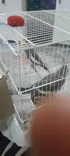 عروس هلندی|پرنده|شادگان, |دیوار