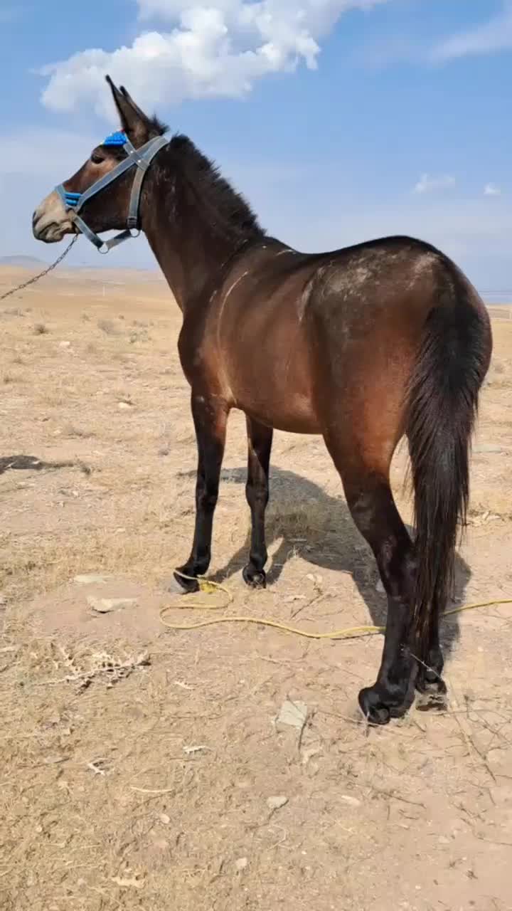 قاطر سواری باری|حیوانات مزرعه|کرج, برغان|دیوار