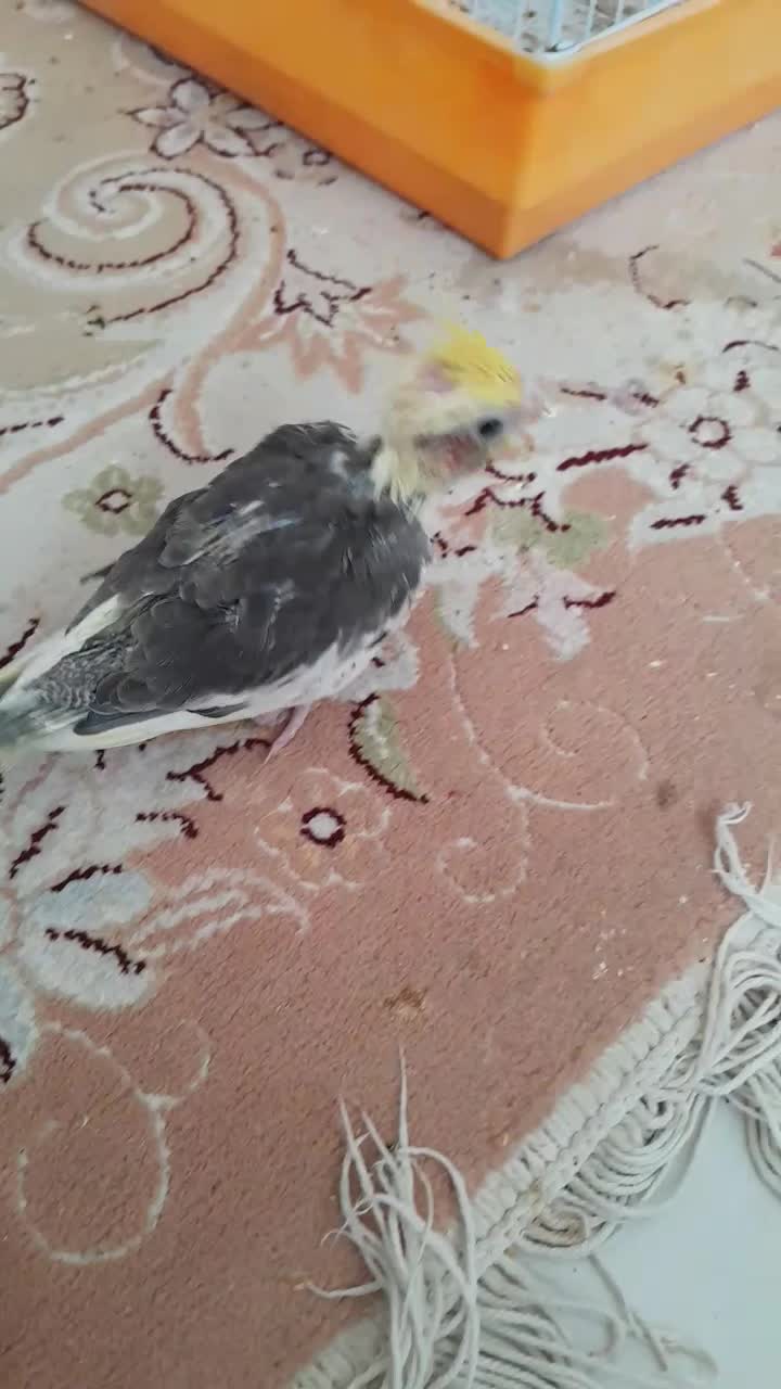 عروس هلندی ابلغ ۳۰روزه|پرنده|بجنورد, |دیوار