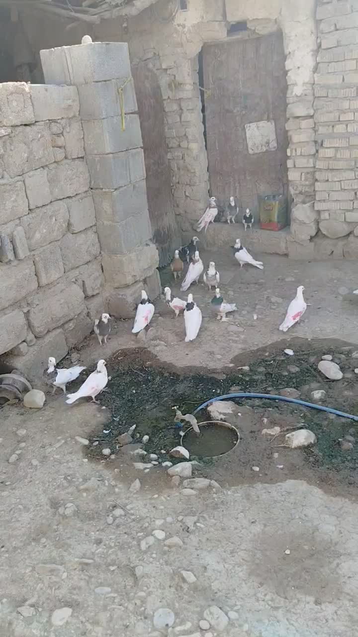 دسته کبوتر|پرنده|شیراز, شهرک مهدی‌آباد|دیوار