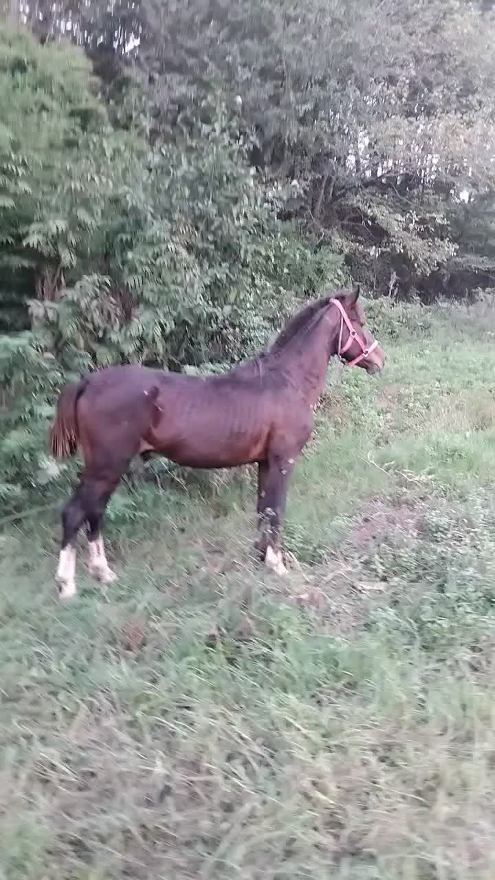 اسب مشکی سال7|اسب و تجهیزات اسبسواری|لنگرود, |دیوار