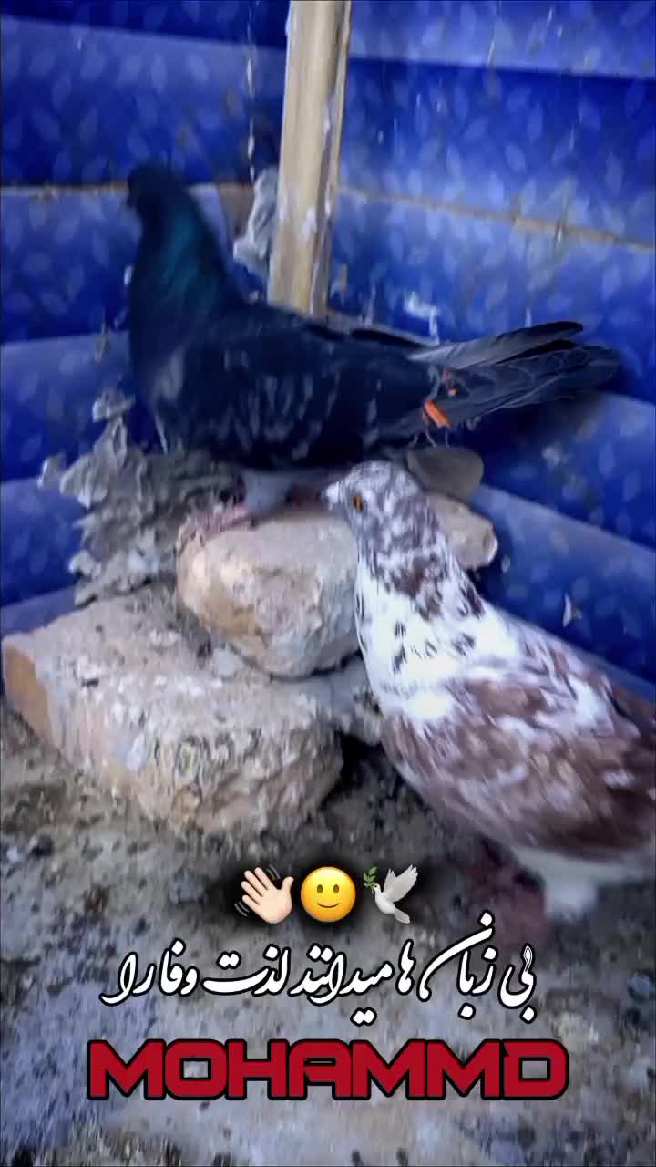 کبوتر|پرنده|سراوان, |دیوار