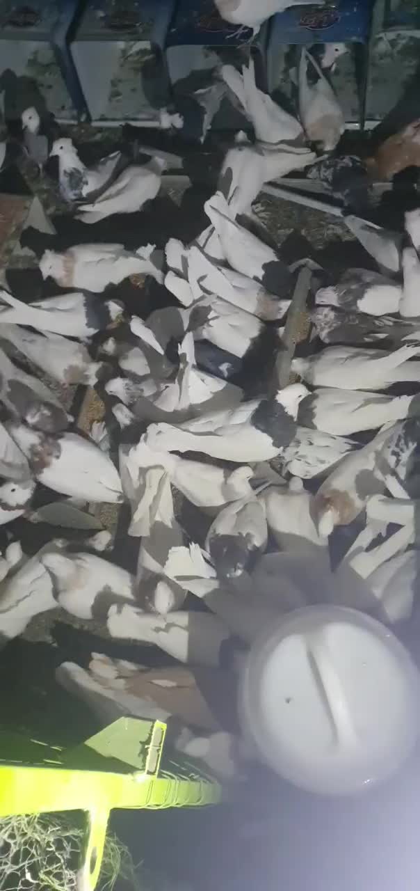 طوقی روزگاری|پرنده|نجفآباد, امیرآباد|دیوار