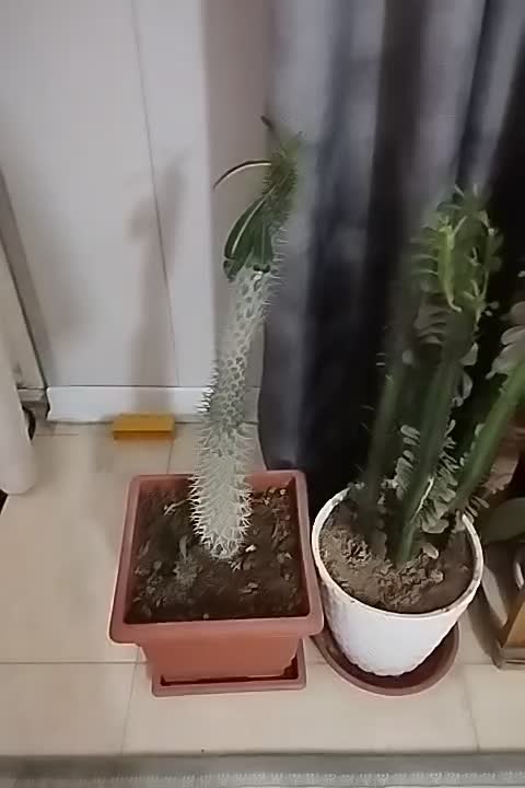 استنند وگل|گل و گیاه طبیعی|شاهین‌شهر, گرگاب|دیوار