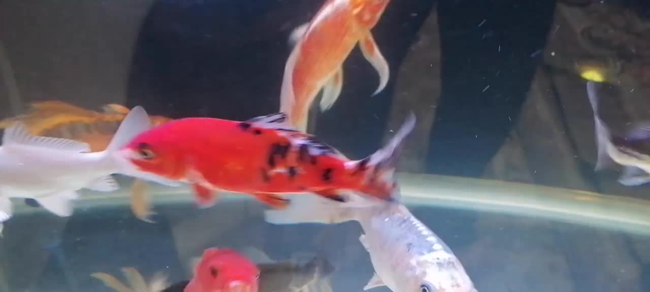 ماهی کوی سوپرباله نژاد 30سانت|ماهی|اراک, |دیوار