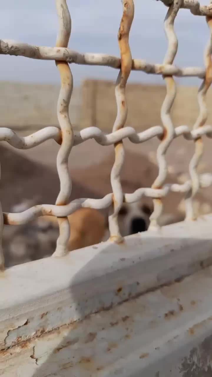 سگ جوان خوب|سگ|رشتخوار, |دیوار