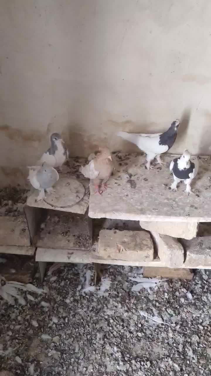 کفتر|پرنده|خفر, |دیوار