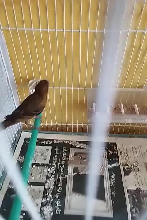 قناری ماده دارچینی سوخته|پرنده|مشهد, ادیب نیشابوری (شهرک غرب)|دیوار