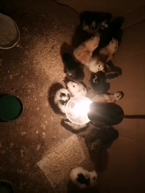 جوجه|حیوانات مزرعه|حمیدیا, |دیوار